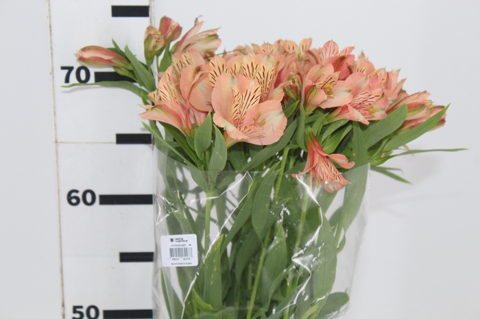 <h4>ALSTROEMERIA CANYON 080 CM</h4>