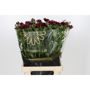 Ranunculus Magical Chocolate