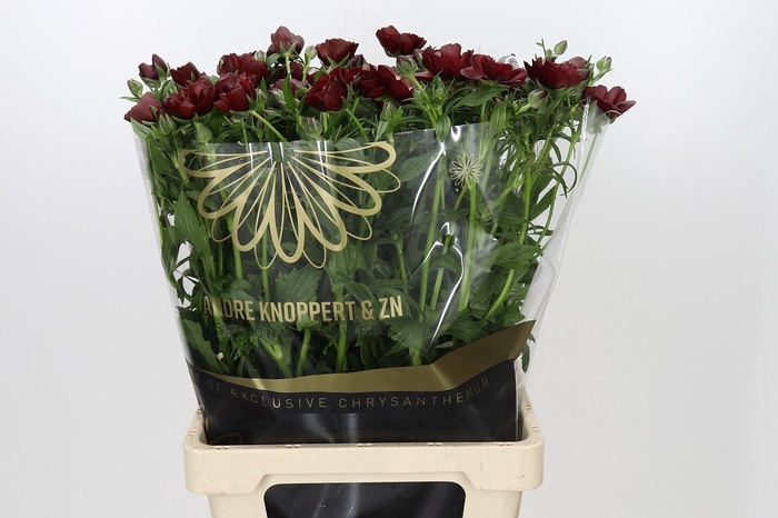 <h4>Ranunculus Magical Chocolate</h4>