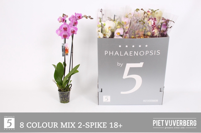 <h4>PHAL GEM 8 KL</h4>