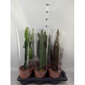 Cactus   ...mix  3