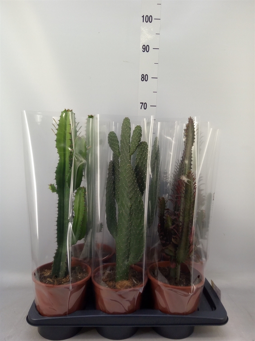 <h4>Cactus   ...mix  3</h4>