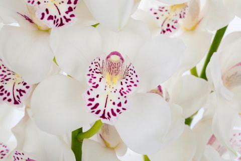 <h4>VENEZIA 60cm x 9</h4>