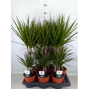 Dracaena marg.