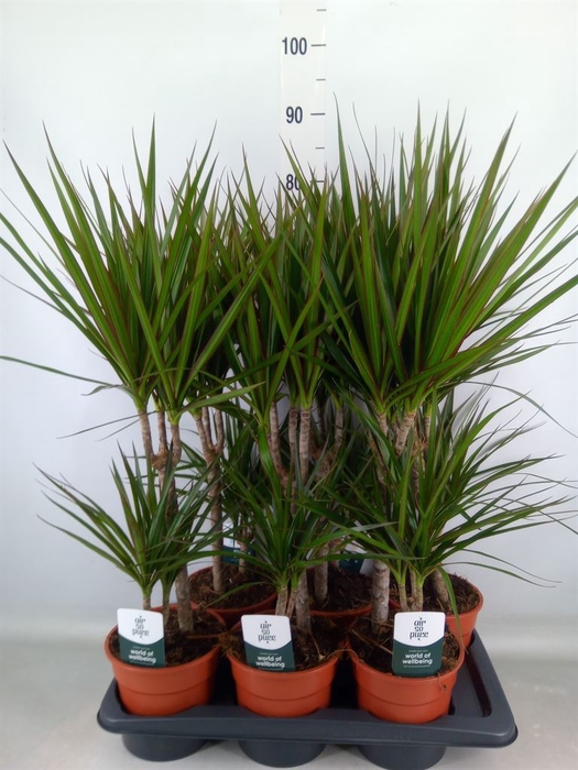 <h4>Dracaena marg.</h4>