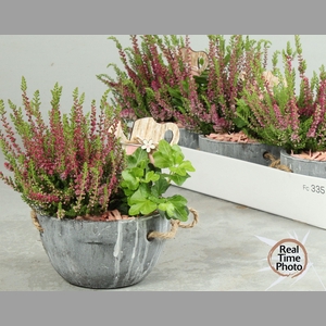 ARR TUINPLANTEN