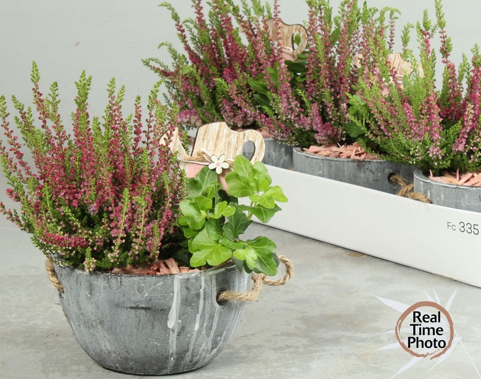 <h4>ARR TUINPLANTEN</h4>