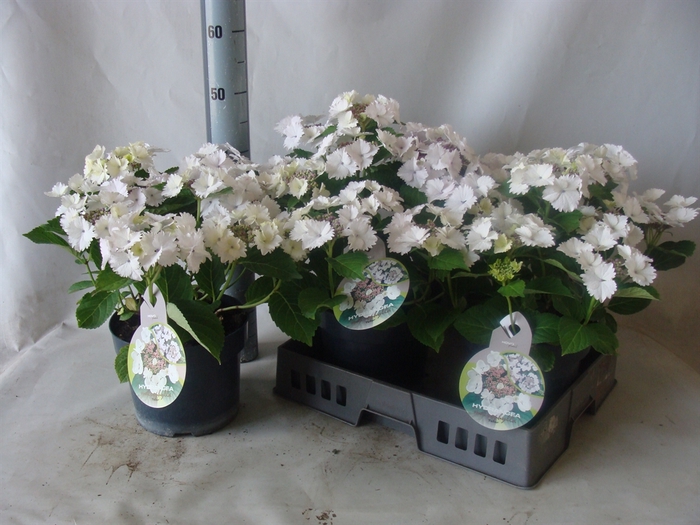 <h4>Hydrangea mac.   ...</h4>