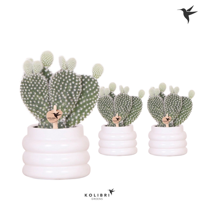 <h4>Kolibri Greens Opuntia white in Bubble pot white</h4>