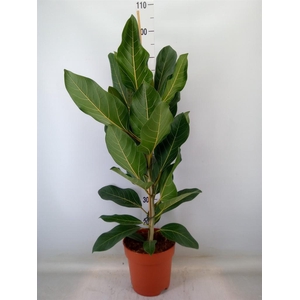 Ficus benghalensis 'Joy'