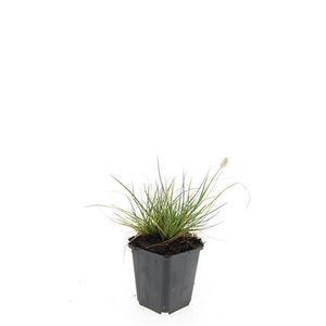 Pennisetum al. 'Little Bunny'