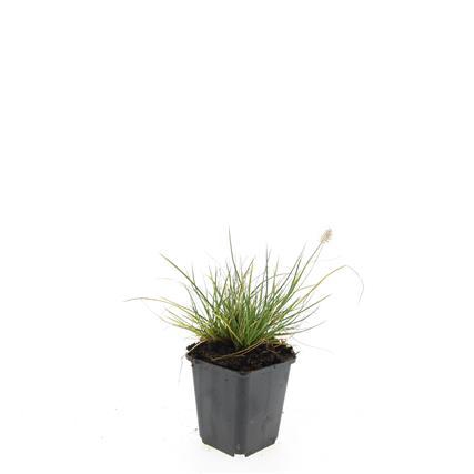 <h4>Pennisetum al. 'Little Bunny'</h4>