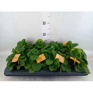 Peperomia albov. 'Rana Verde'