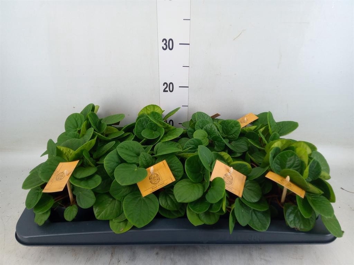 <h4>Peperomia albov. 'Rana Verde'</h4>