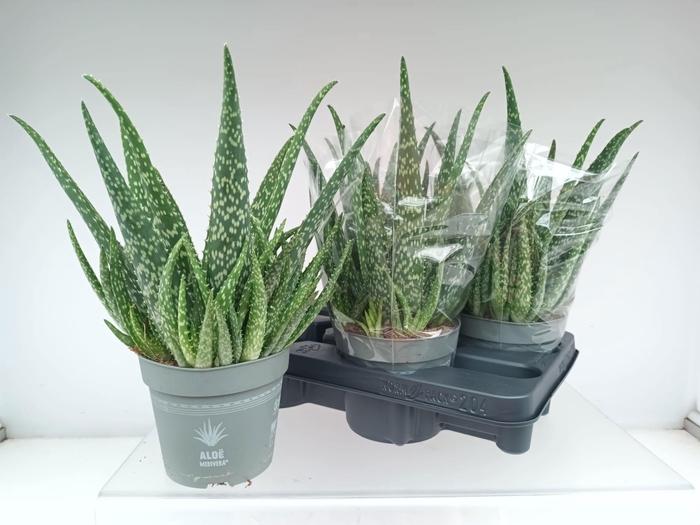 <h4>ALOE VERA</h4>