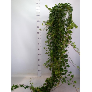 Hedera helix 'Pittsburgh'