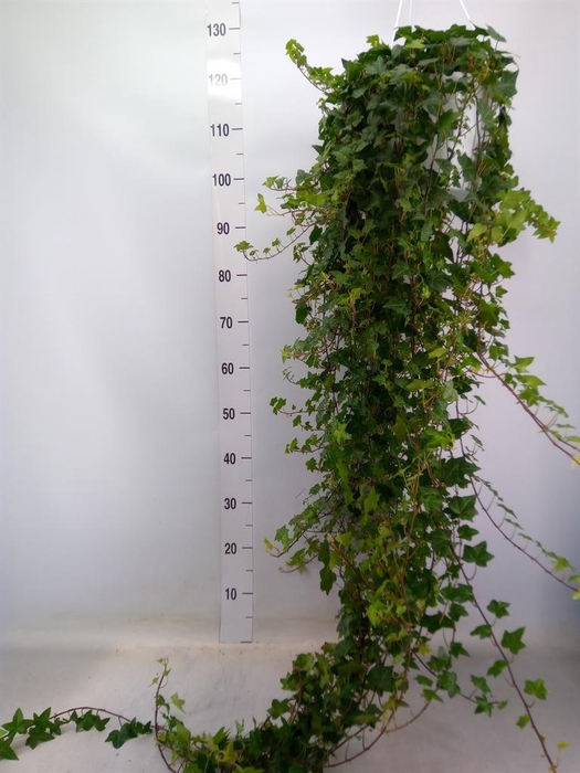 <h4>Hedera helix 'Pittsburgh'</h4>