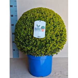 BUXU SEMPERVIRENS