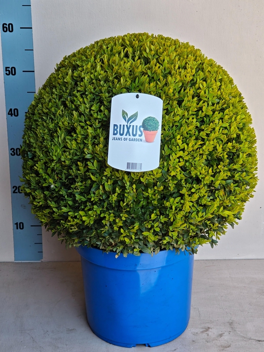 <h4>BUXU SEMPERVIRENS</h4>