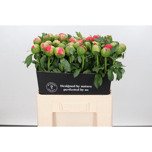 Paeonia Coral Sunset