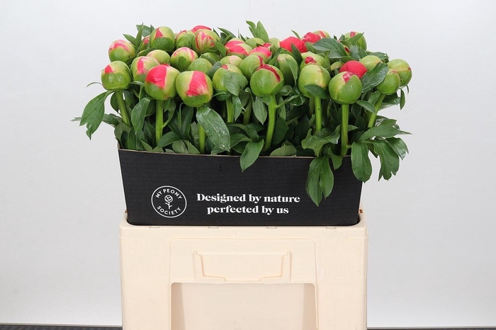 <h4>Paeonia Coral Sunset</h4>