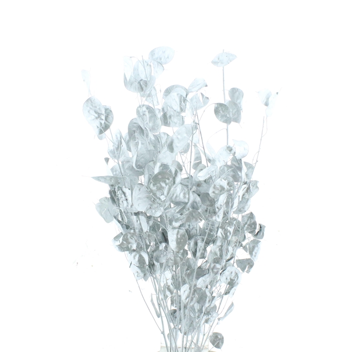 <h4>SNIJBLOEMEN KLB H%</h4>