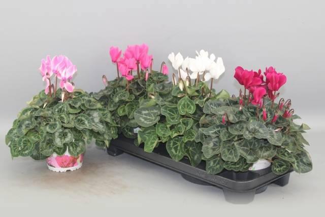 <h4>CYCL GR SUP XL</h4>