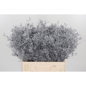 Limonium Kl Bh Zilver