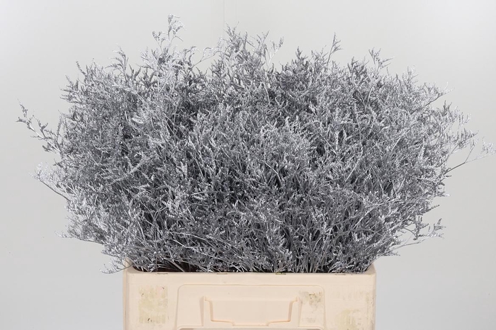 <h4>Limonium Kl Bh Zilver</h4>
