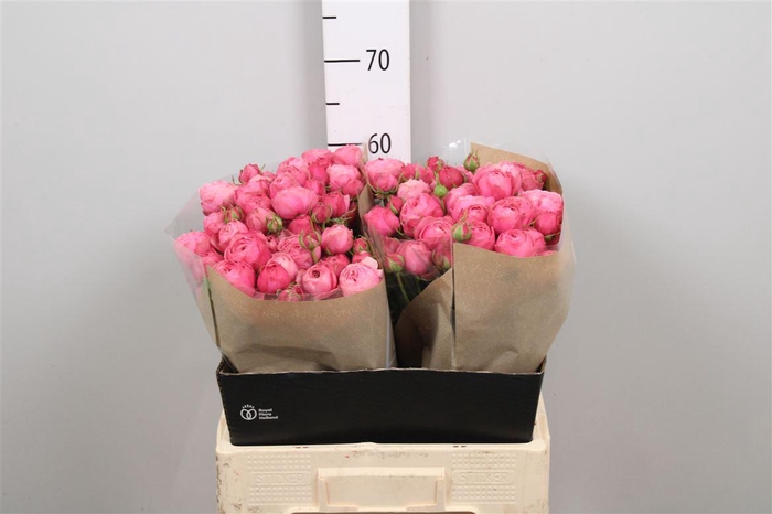 <h4>R Tr Silva Pink+</h4>