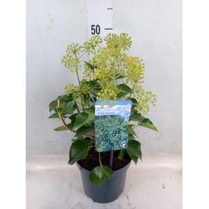 Hedera helix 'Arborescens'