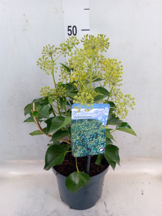 <h4>Hedera helix 'Arborescens'</h4>