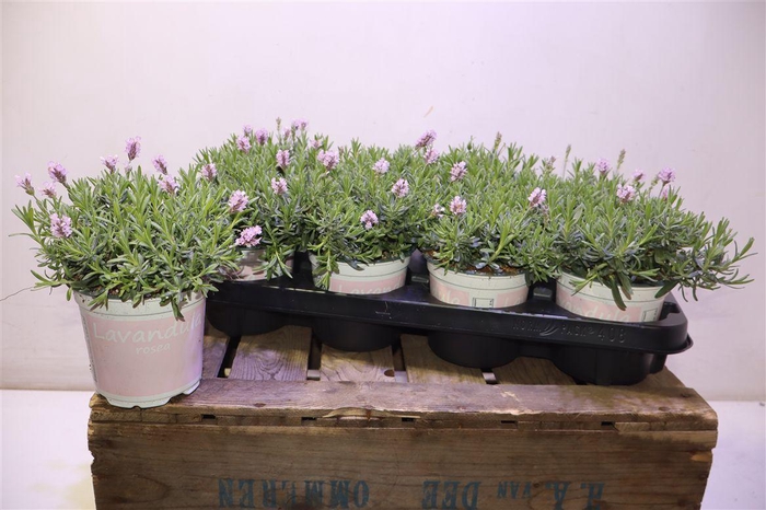 <h4>Lavan An Rosea</h4>