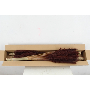 DF Pampas Silvy D.Brown