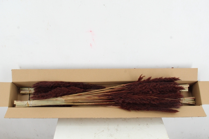 <h4>DF Pampas Silvy D.Brown</h4>