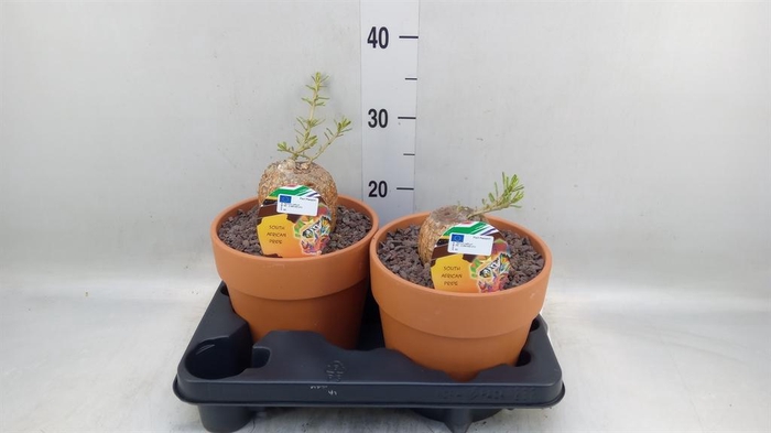 <h4>Succulents   ...</h4>