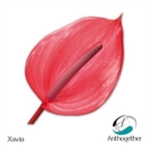 Anthurium Xavia