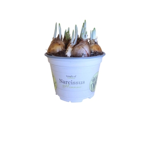 Narcissus Minnow 12cm