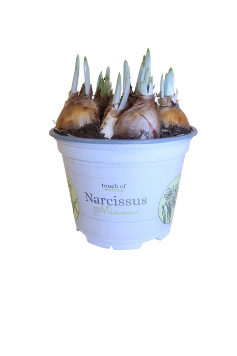 <h4>Narcissus Minnow 12cm</h4>