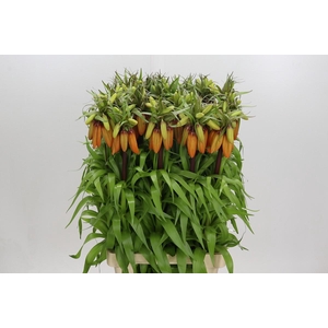 Fritillaria Imperialis Orange Sweet