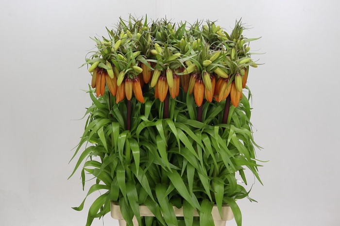 <h4>Fritillaria Imperialis Orange Sweet</h4>