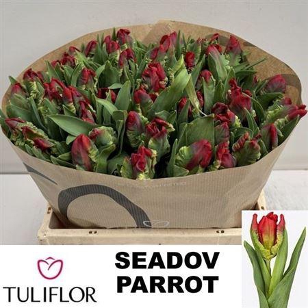 Tu Pa Seadov Parrot