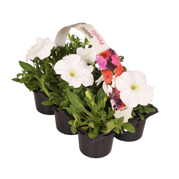 <h4>Petunia wit 6p</h4>