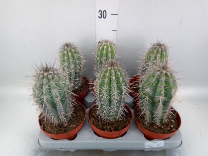 <h4>Pachycereus pringlei</h4>