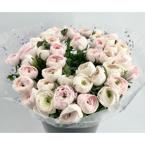 Ranunculus Clooney Hanoi Super