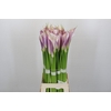 Zantedeschia Eydolls Purple White