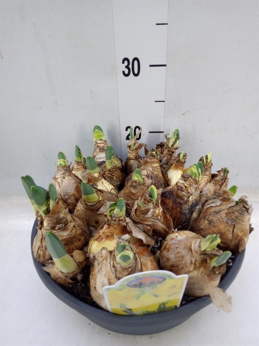 <h4>Narcissus   ...</h4>