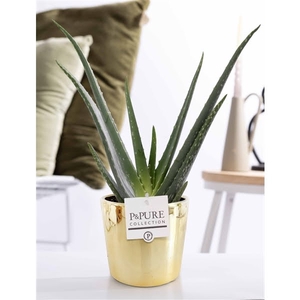 Aloe Vera in P&PURE ceramics Laryssa