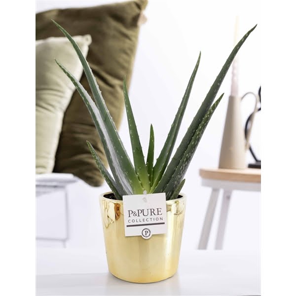 <h4>Aloe Vera in P&PURE ceramics Laryssa</h4>