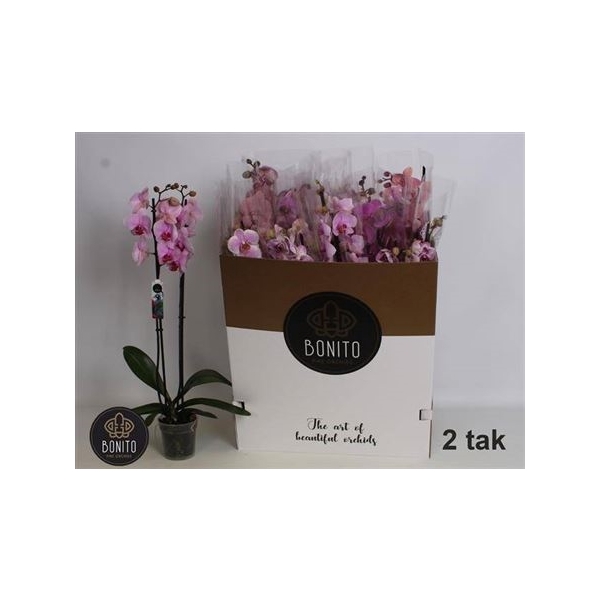 <h4>Phal Gem 8 Kl 2 Branches 18+</h4>